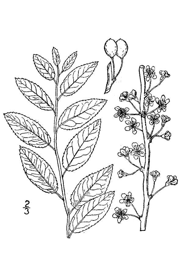 Oklahoma plum (Prunus gracilis)