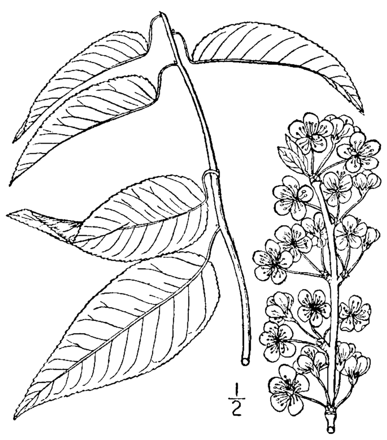 Hortulan plum (Prunus hortulana)