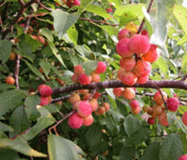 Munson plum (Prunus munsoniana)
