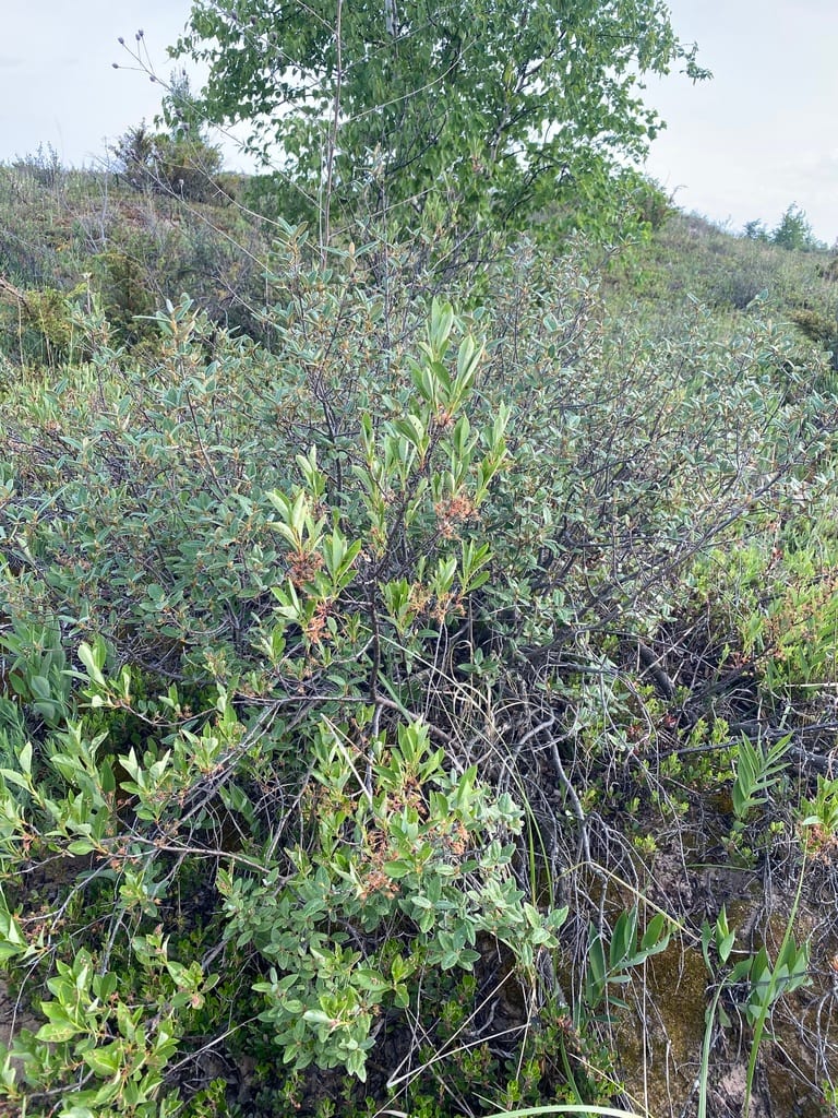 Western sandcherry (Prunus pumila var. besseyi)