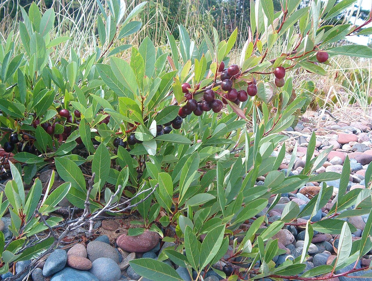 Sand cherry (Prunus pumila)