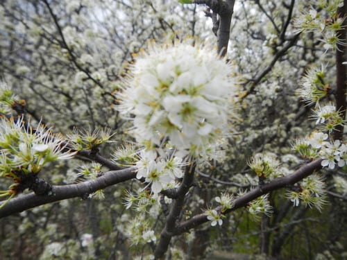 River plum (Prunus rivularis)