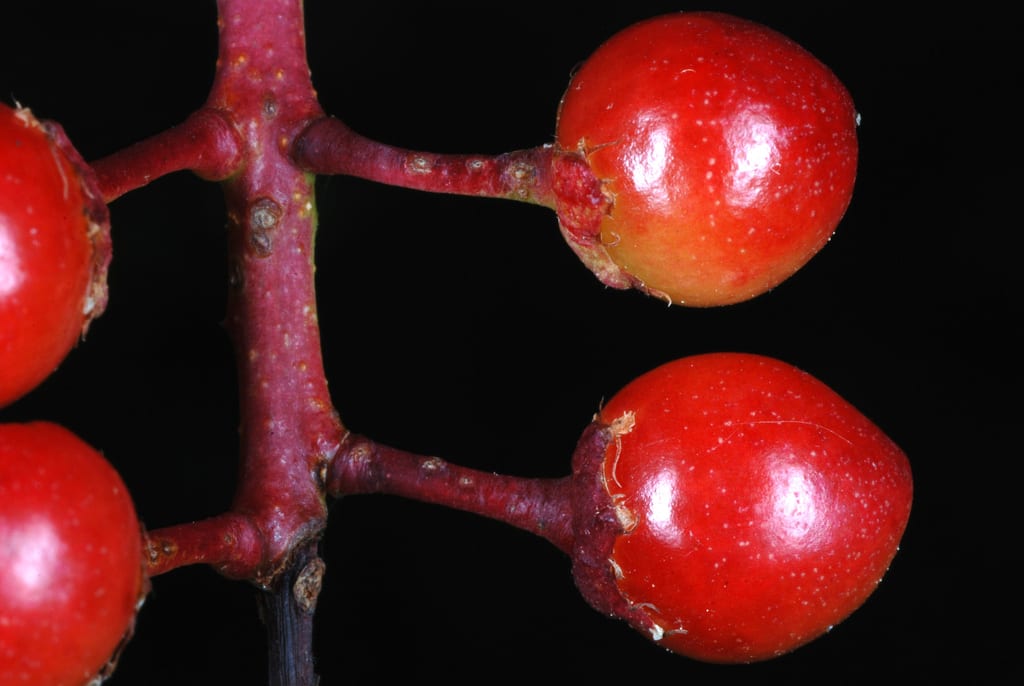 Eastern black cherry (Prunus serotina var. serotina)