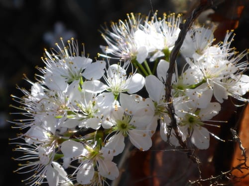 Hog plum (Prunus umbellata var. umbellata)
