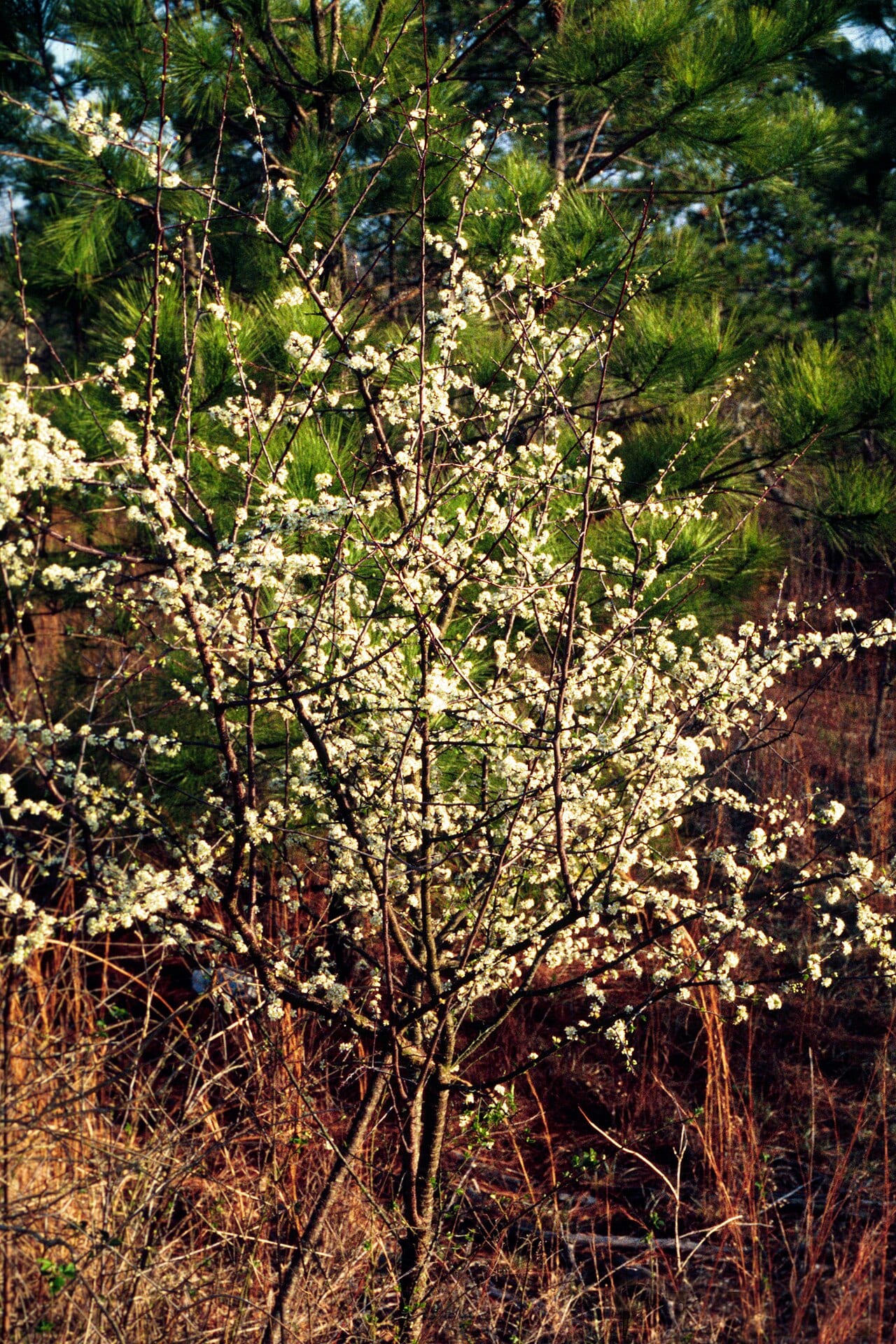 Flatwoods plum (Prunus umbellata)