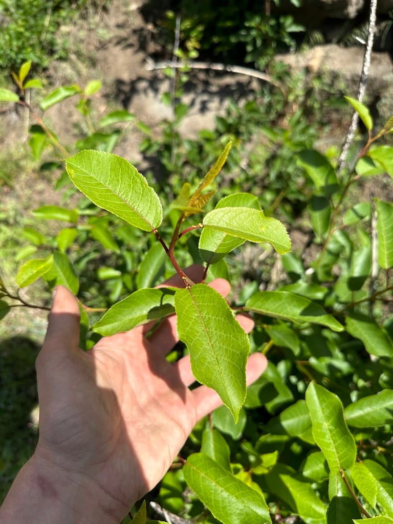 Chokecherry (Prunus virginiana var. virginiana)
