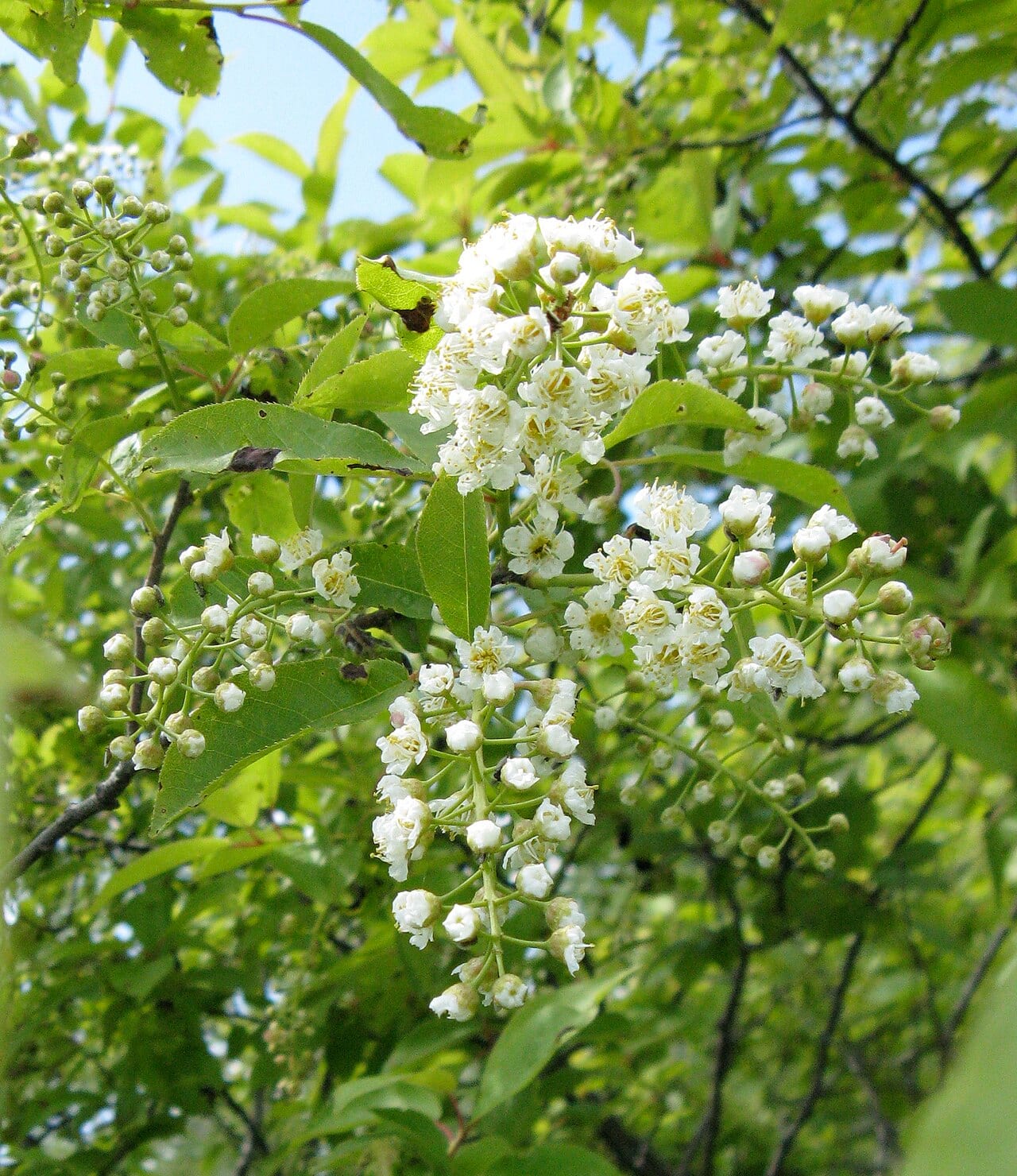 Chokecherry (Prunus virginiana)