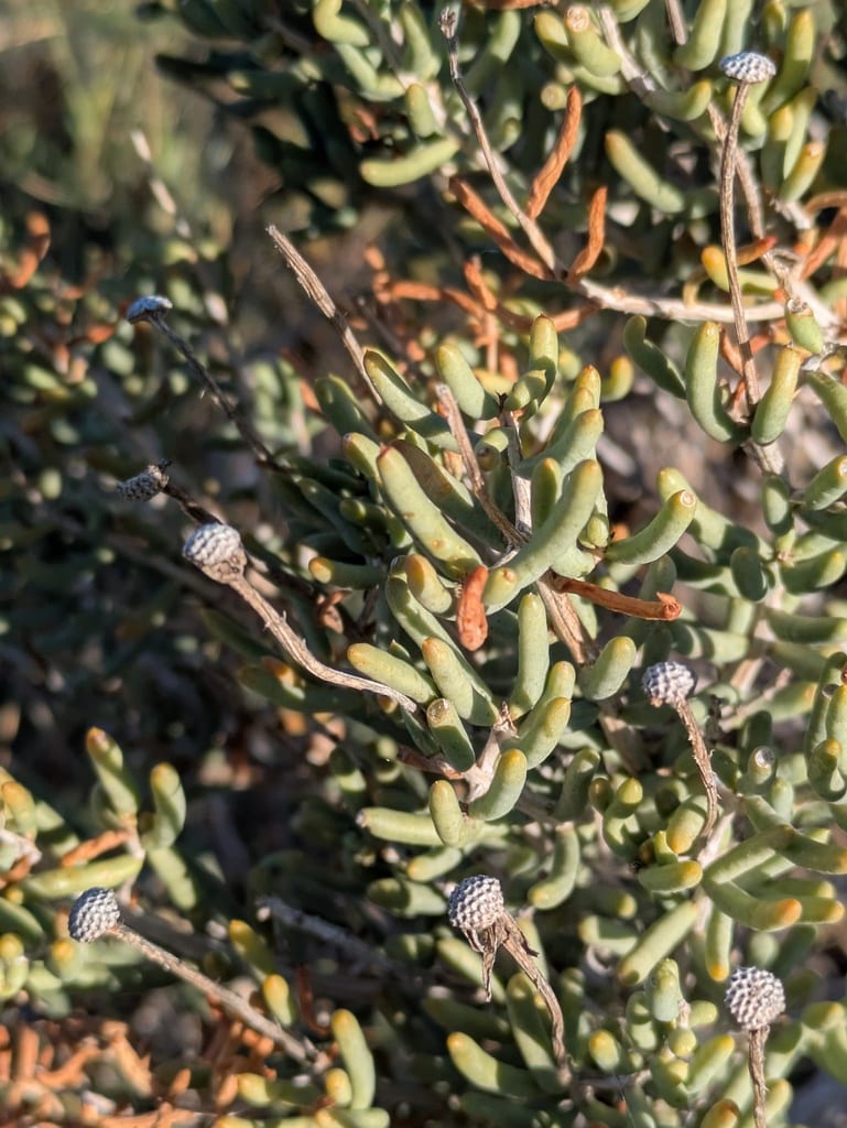 Trans-pecos false clapdaisy (Pseudoclappia arenaria)