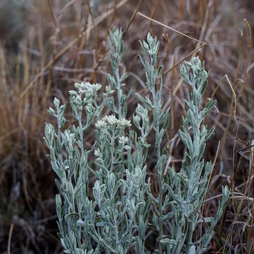 Wright's cudweed (Pseudognaphalium canescens ssp. canescens)