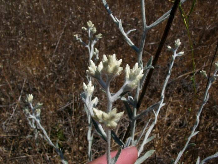 Wright's cudweed (Pseudognaphalium canescens)