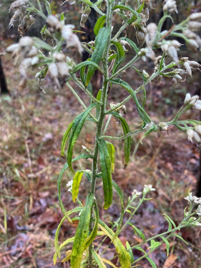 Heller's cudweed (Pseudognaphalium helleri)