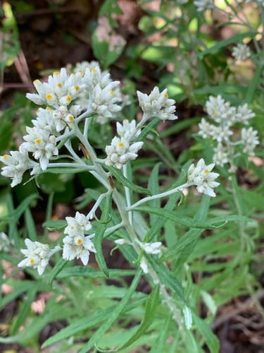 Blunt-leaf rabbit-tobacco (Pseudognaphalium obtusifolium ssp. obtusifolium)