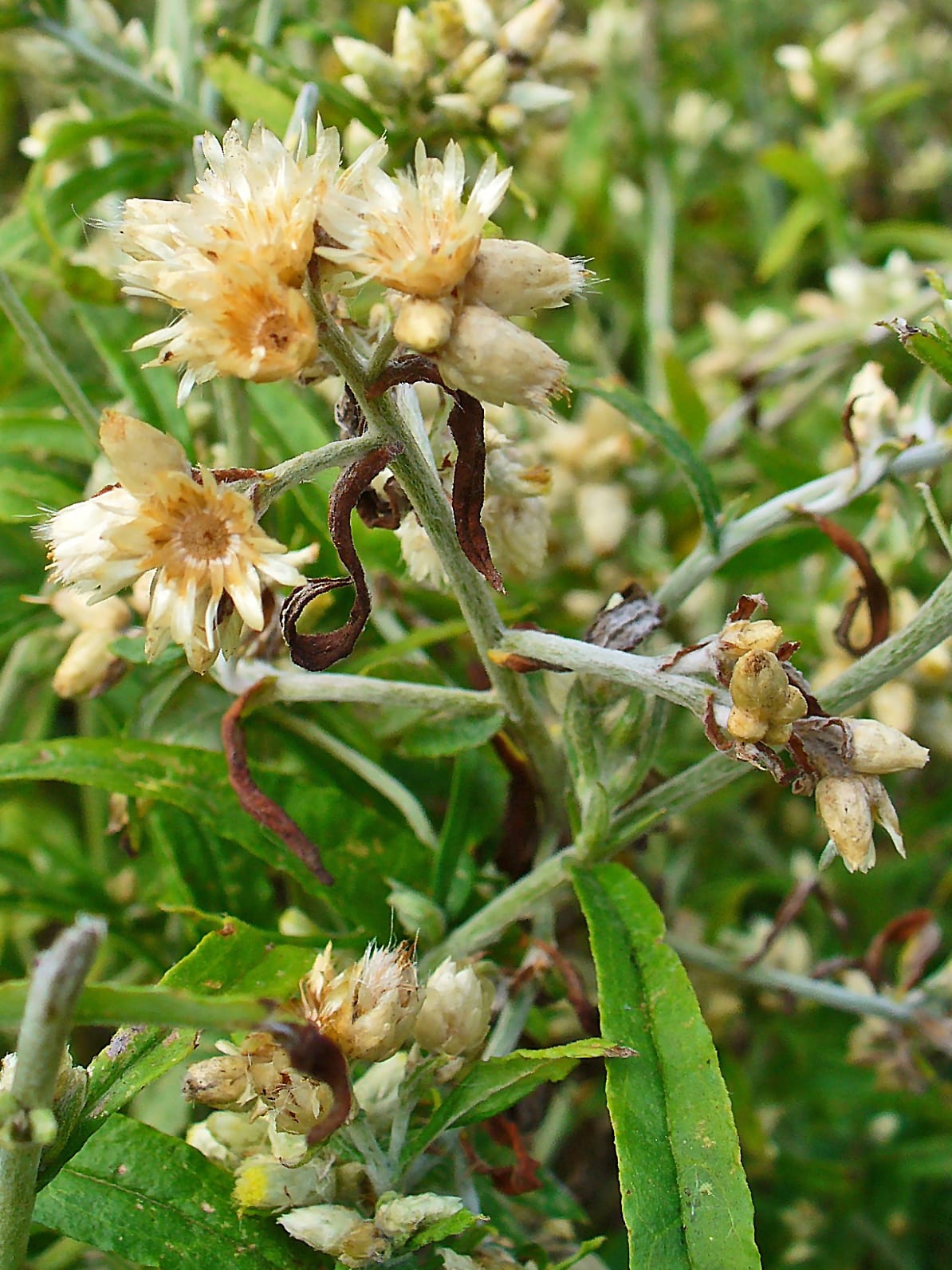 Sweet everlasting (Pseudognaphalium obtusifolium)