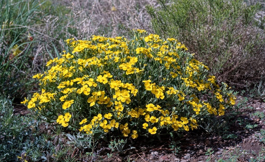 Woolly paperflower (Psilostrophe tagetina var. tagetina)
