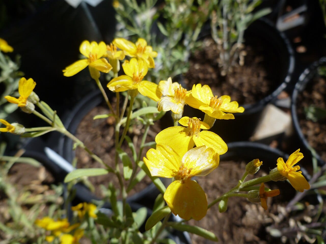 Woolly paperflower (Psilostrophe tagetina)