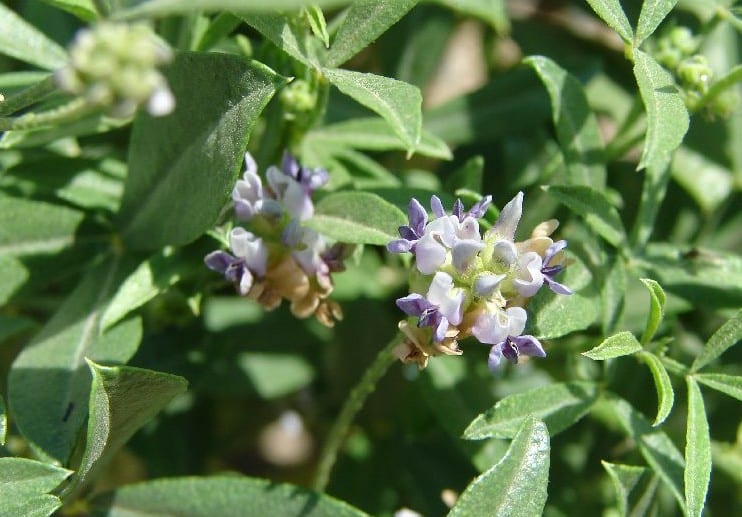 Lemon scurfpea (Psoralidium lanceolatum)