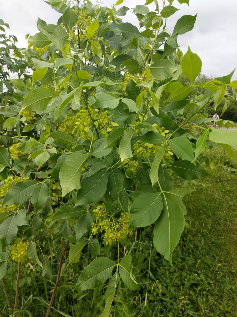 Pallid hoptree (Ptelea trifoliata ssp. polyadenia)