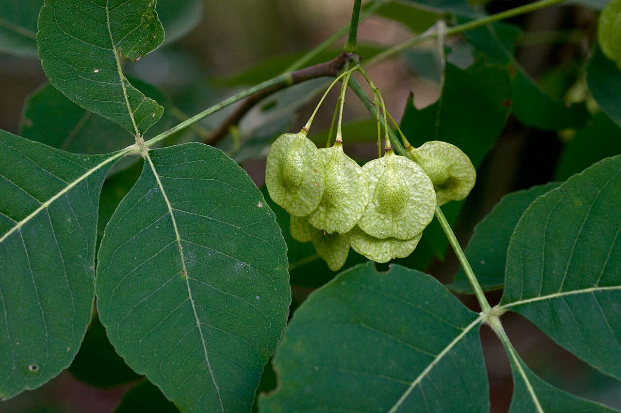 Wafer ash (Ptelea trifoliata)