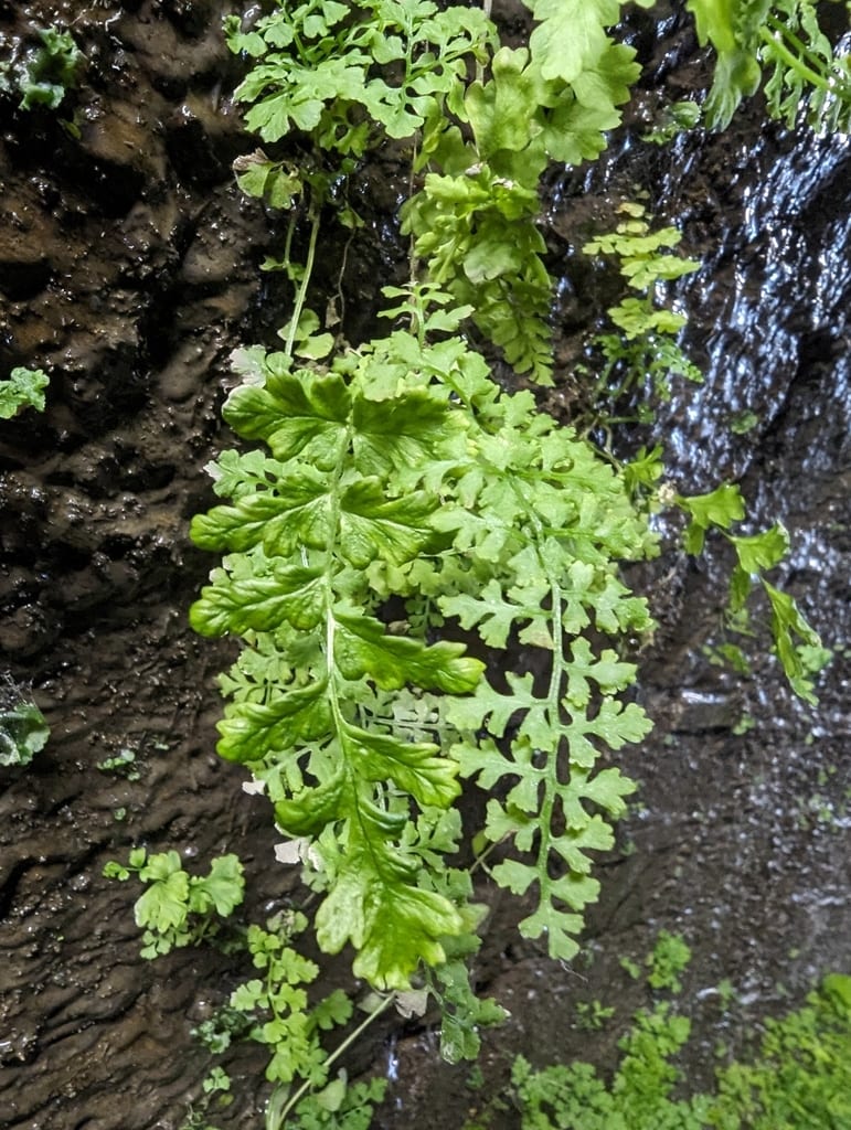 Bracken fern (Pteridium aquilinum var. pseudocaudatum)