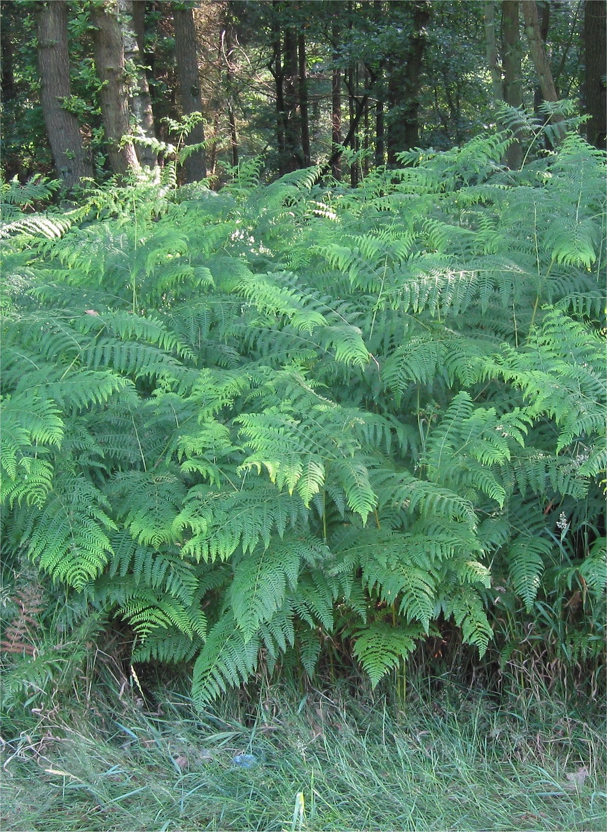 Western bracken fern (Pteridium aquilinum)