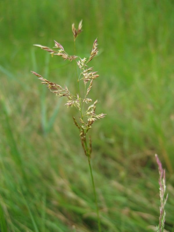 Weeping alkaligrass (Puccinellia distans)