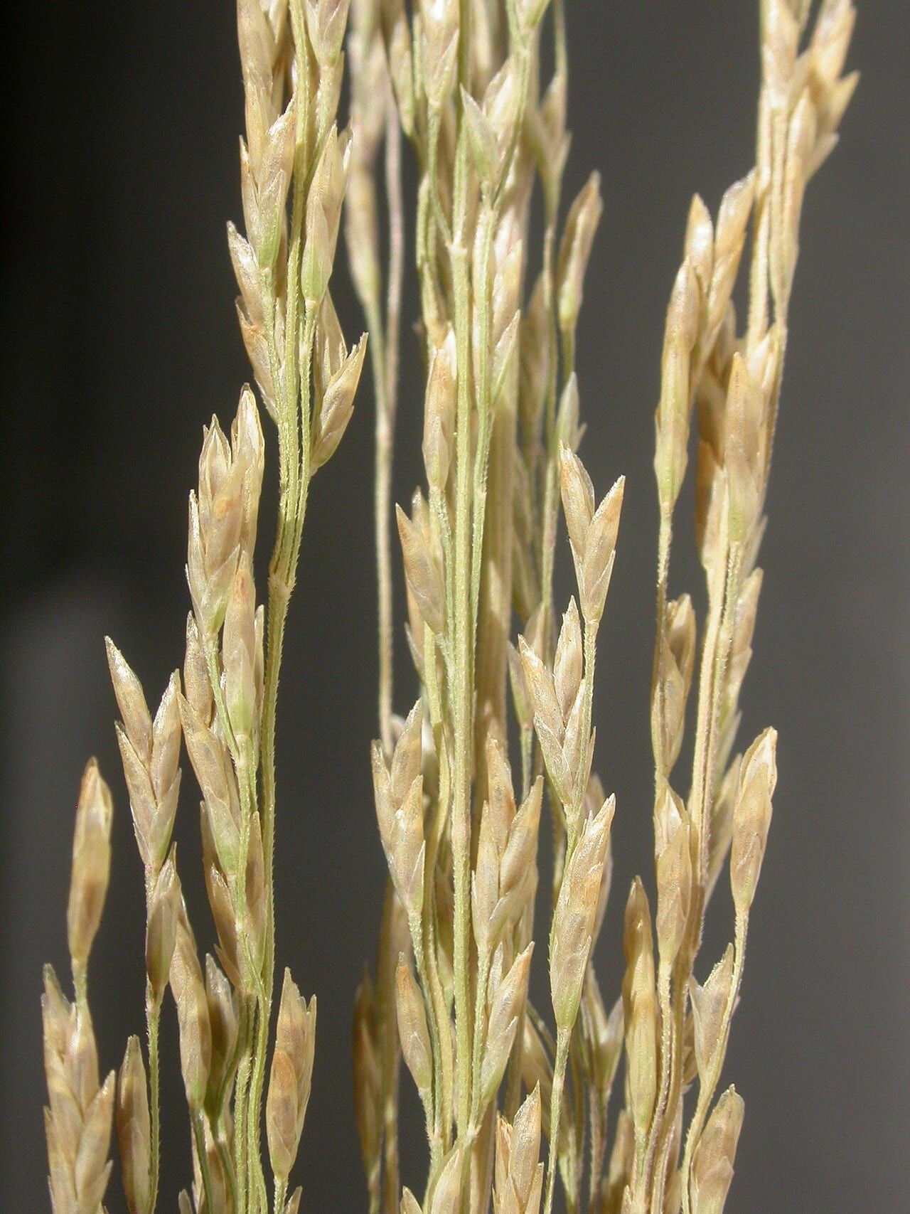Nuttall's alkaligrass (Puccinellia nuttalliana)