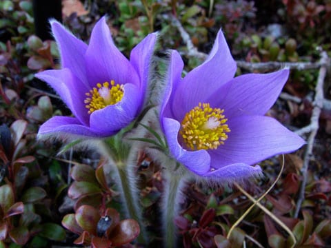 Cutleaf anemone (Pulsatilla patens ssp. multifida)