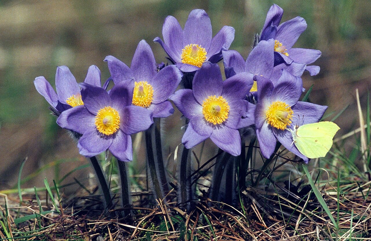 Eastern pasqueflower (Pulsatilla patens)