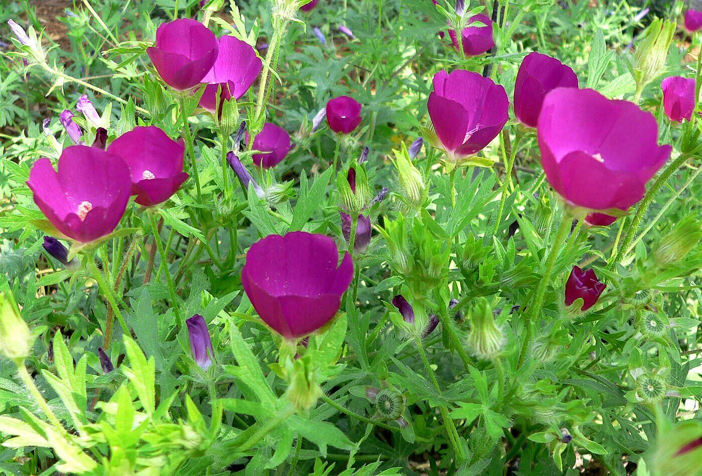 Purple Poppy Mallow (Callirhoe involucrata) — magenta cup-shaped flower