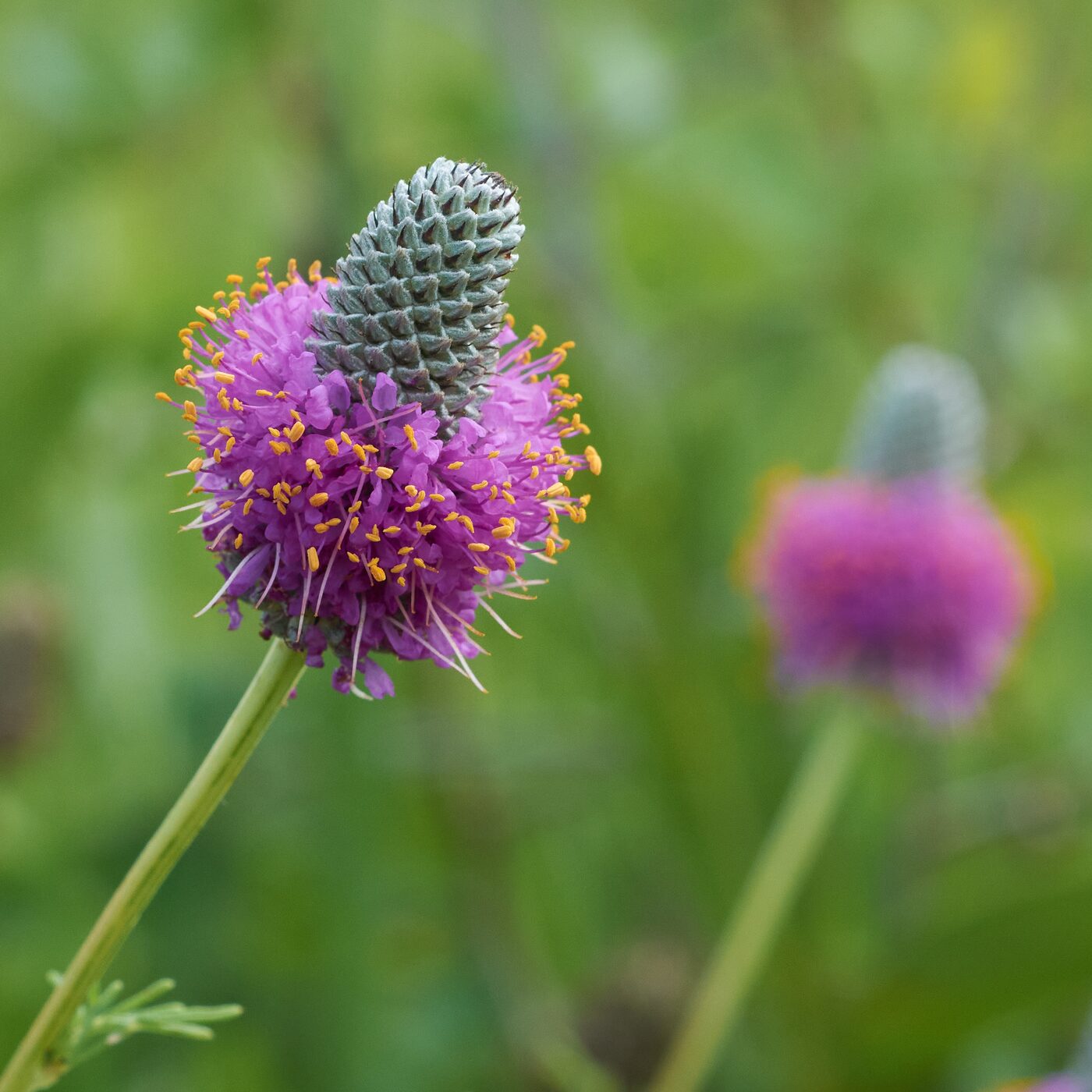Purple Prairie Clover (Dalea purpurea) — cylindrical thimble of rose-purple florets