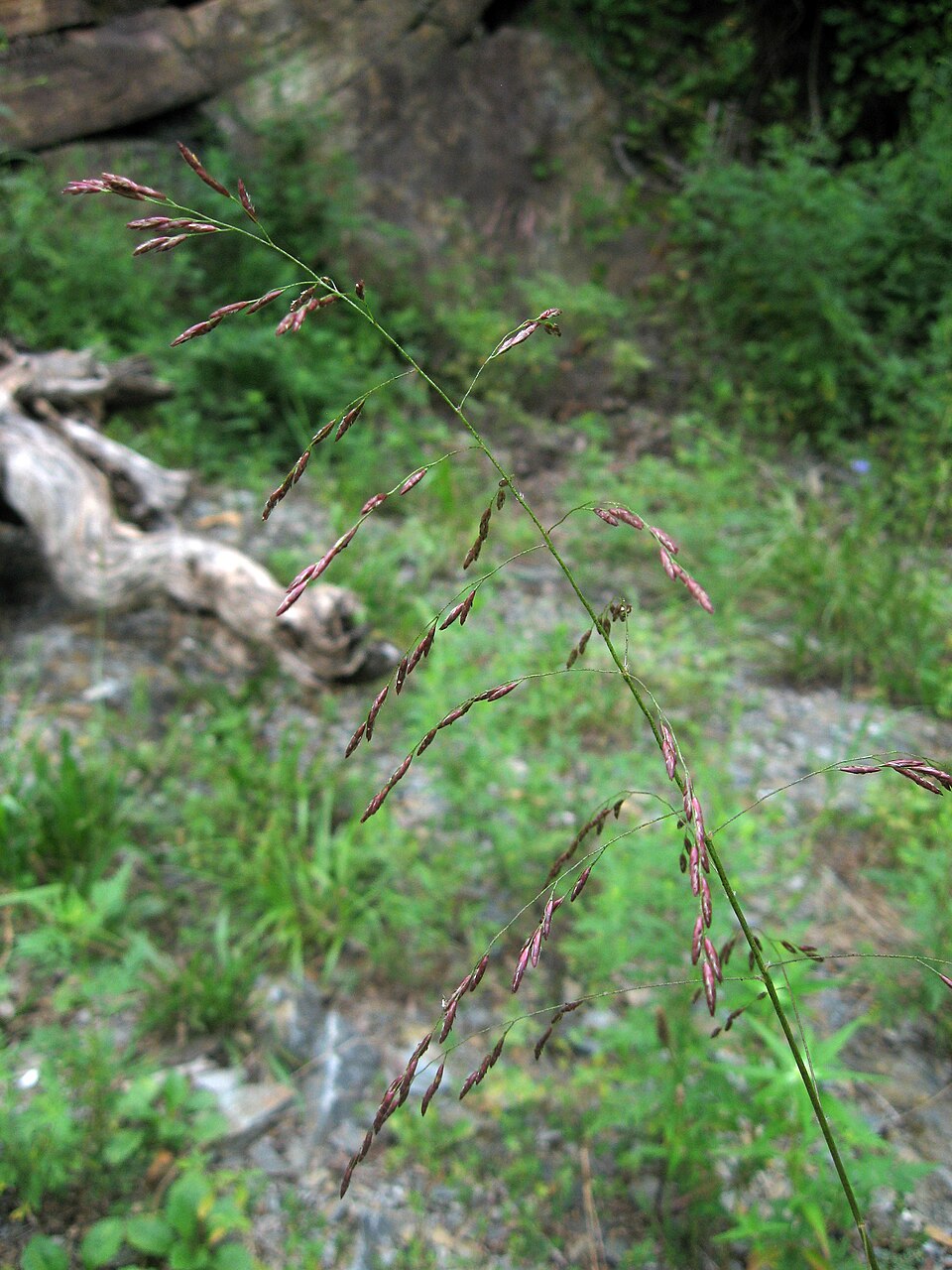 Purpletop (Tridens flavus) with airy purple-red seed heads