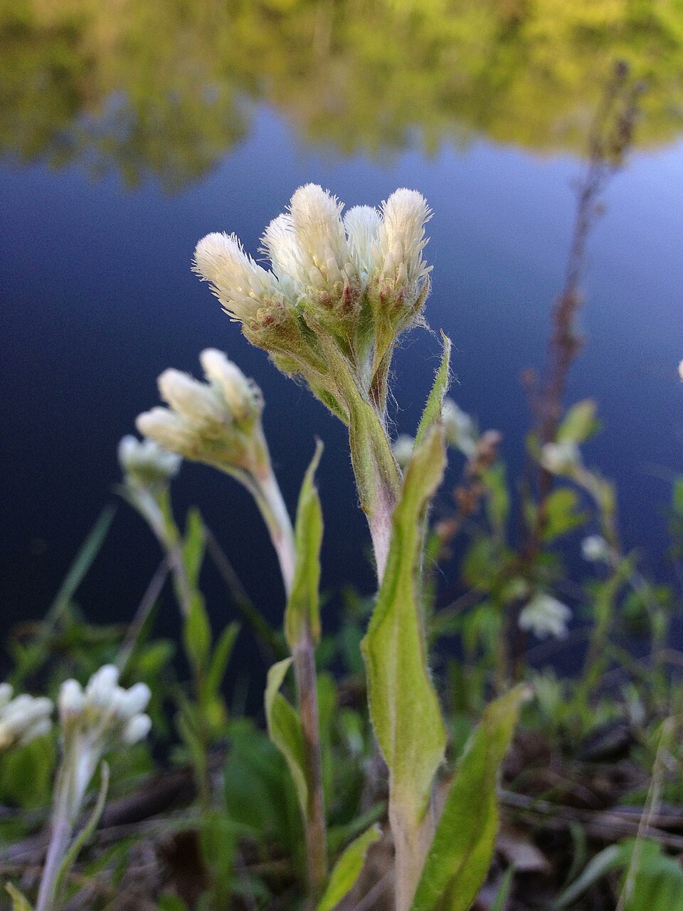 Pussytoes (Antennaria plantaginifolia) mat with silvery-green leaves and fuzzy flower tufts