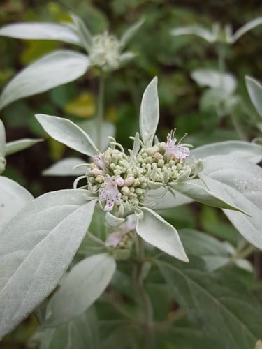 Whiteleaf mountain mint (Pycnanthemum albescens)