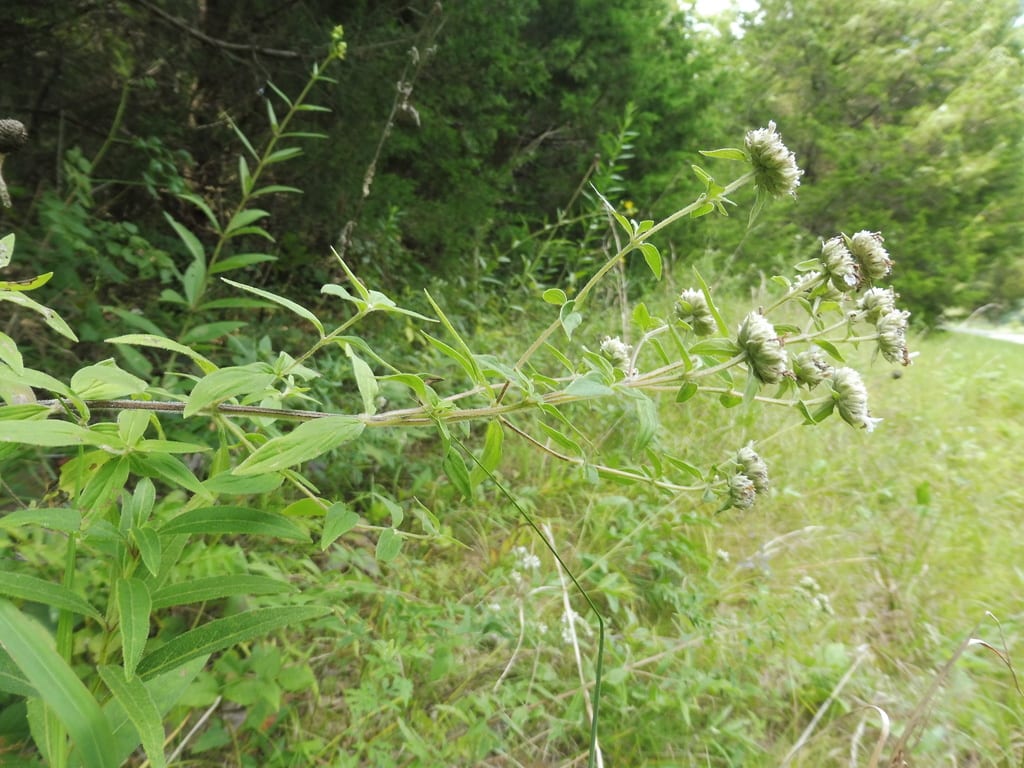 Whorled mountainmint (Pycnanthemum verticillatum var. verticillatum)
