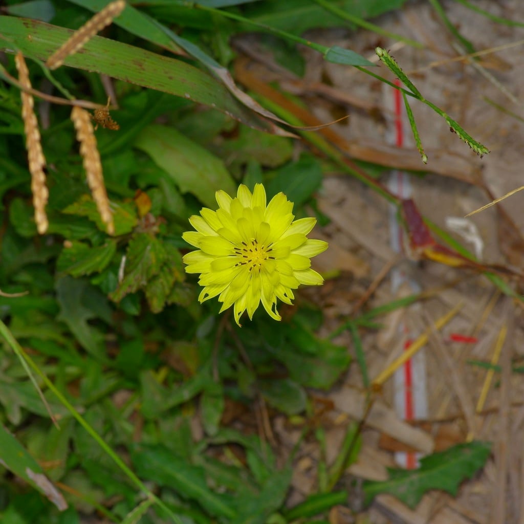 Tuberous desert-chicory (Pyrrhopappus grandiflorus)