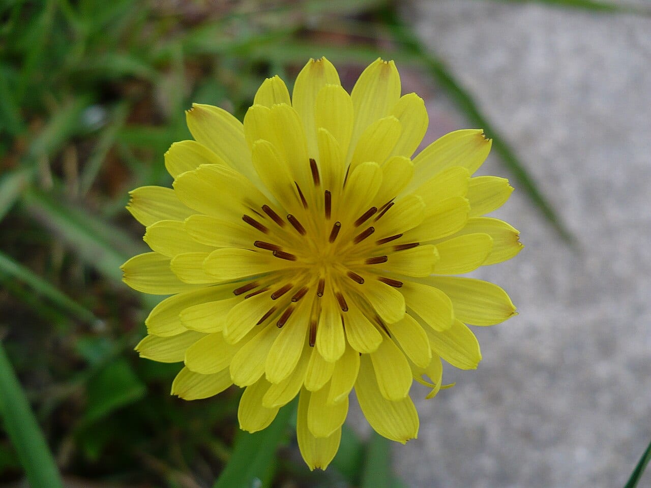 Smallflower desert-chicory (Pyrrhopappus pauciflorus)