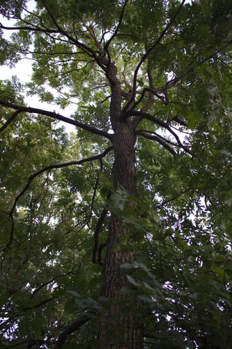 Bebb's oak (Quercus × bebbiana)