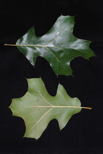 Bush oak (Quercus × bushii)