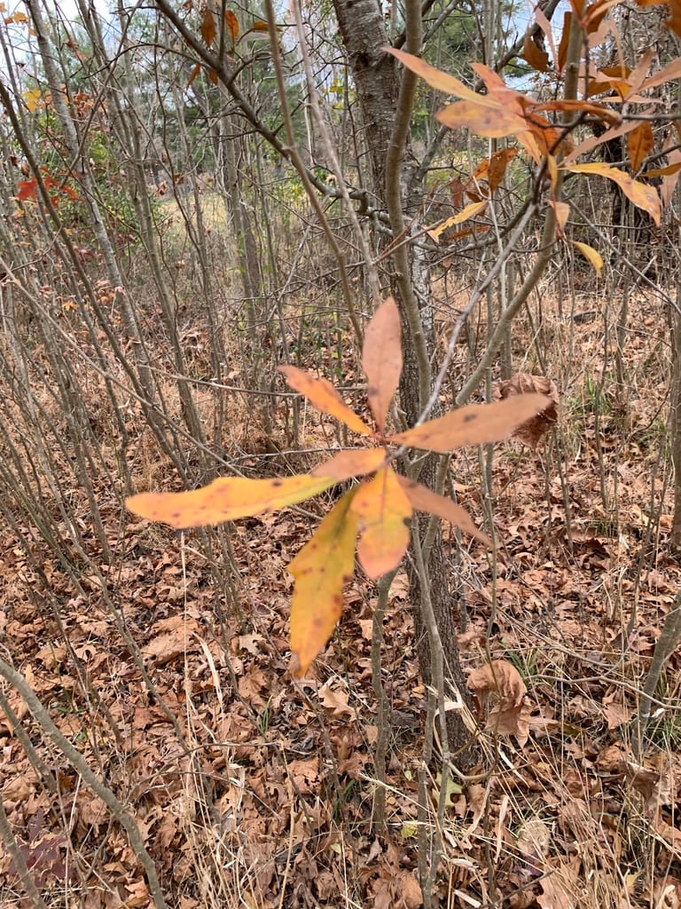 Cape oak (Quercus × capesii)