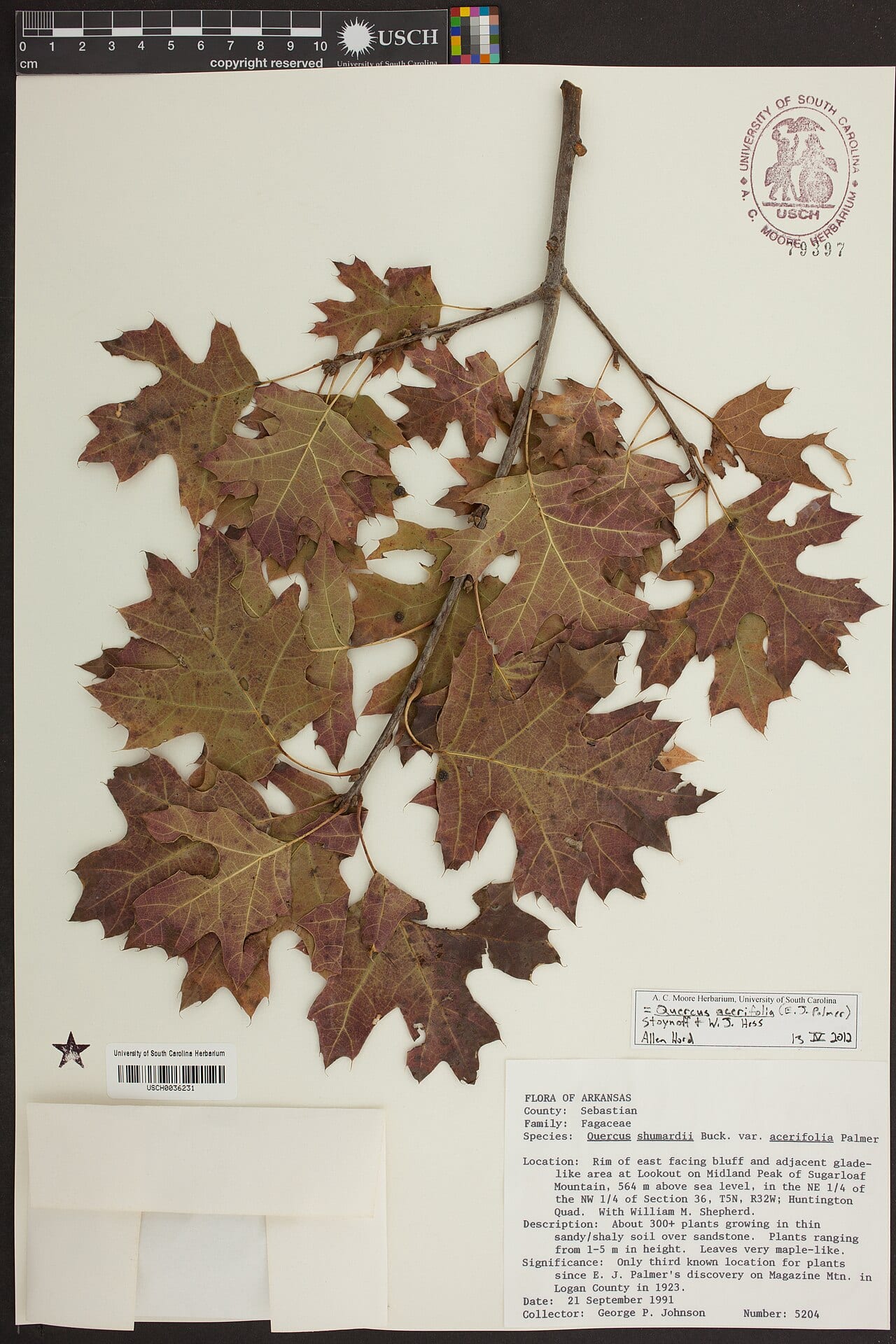 Mapleleaf oak (Quercus acerifolia)