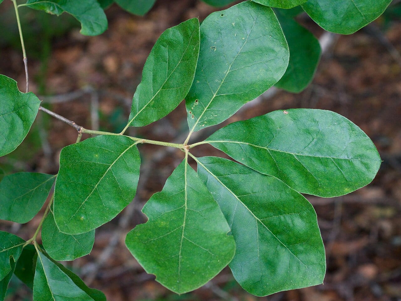Arkansas oak (Quercus arkansana)