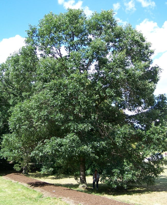 Swamp white oak (Quercus bicolor)