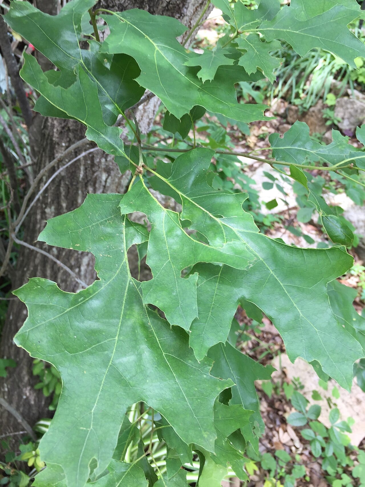 Texas red oak (Quercus buckleyi)