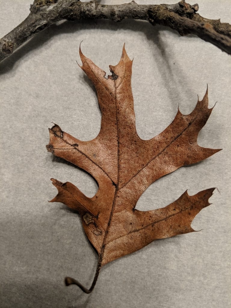 Scarlet oak (Quercus coccinea var. coccinea)