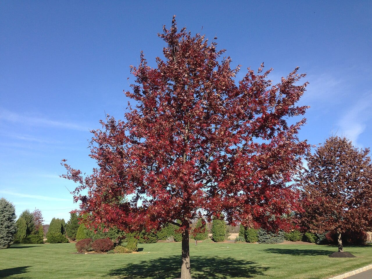 Scarlet oak (Quercus coccinea)
