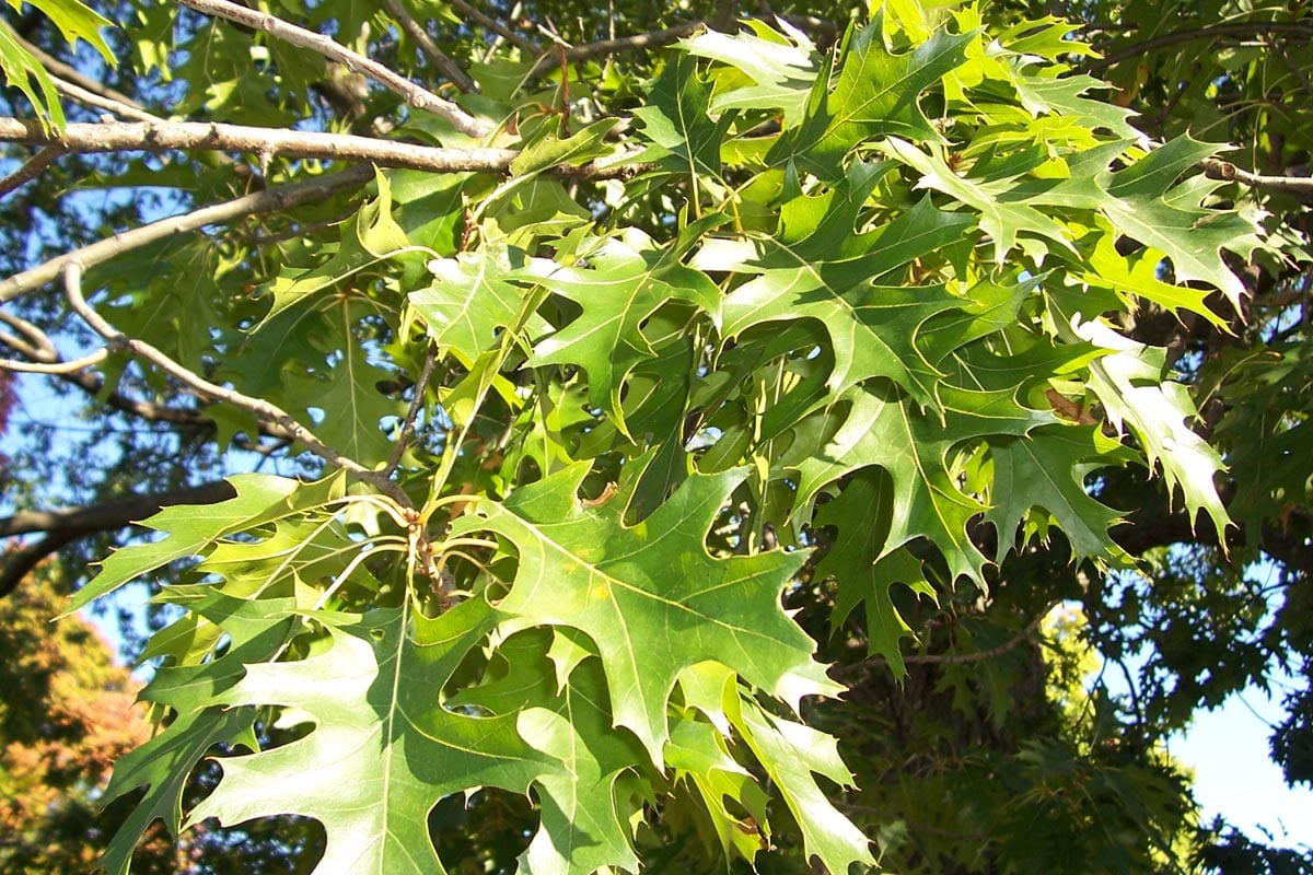 Northern pin oak (Quercus ellipsoidalis)