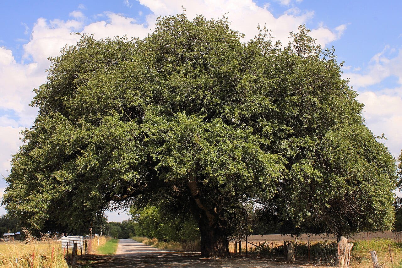 Escarpment live oak (Quercus fusiformis)
