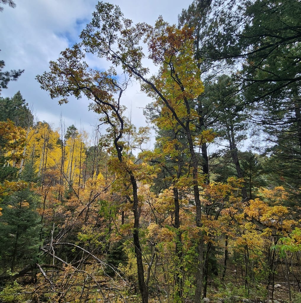 Gambel oak (Quercus gambelii var. gambelii)