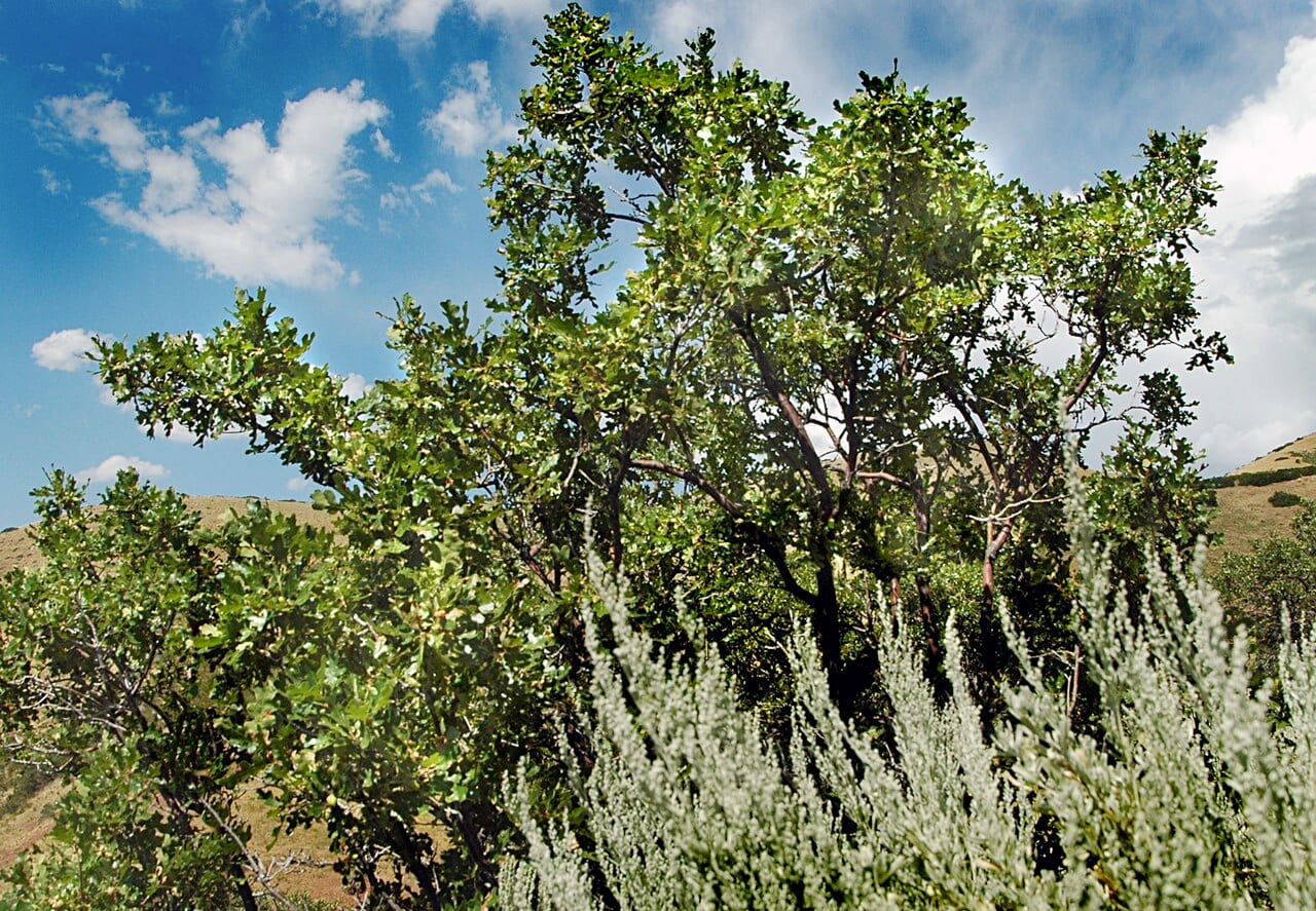 Gambel oak (Quercus gambelii)