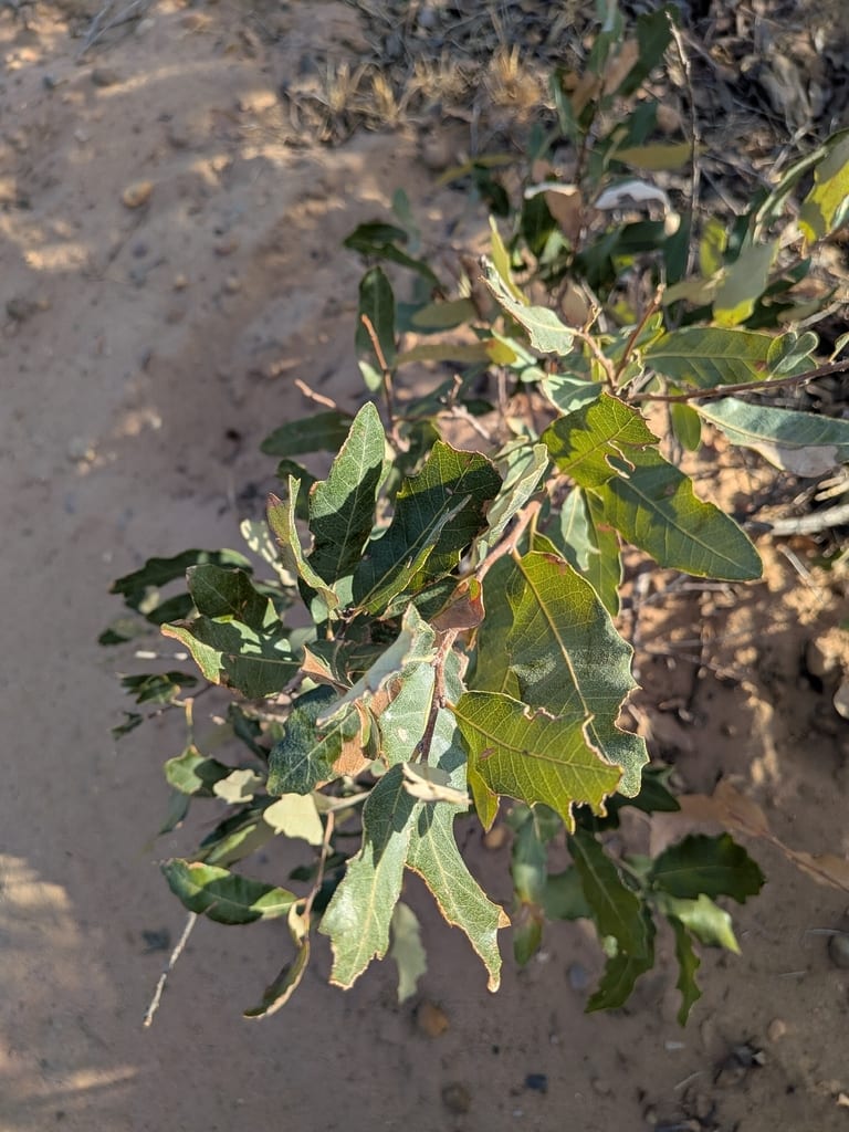 Havard oak (Quercus havardii var. havardii)